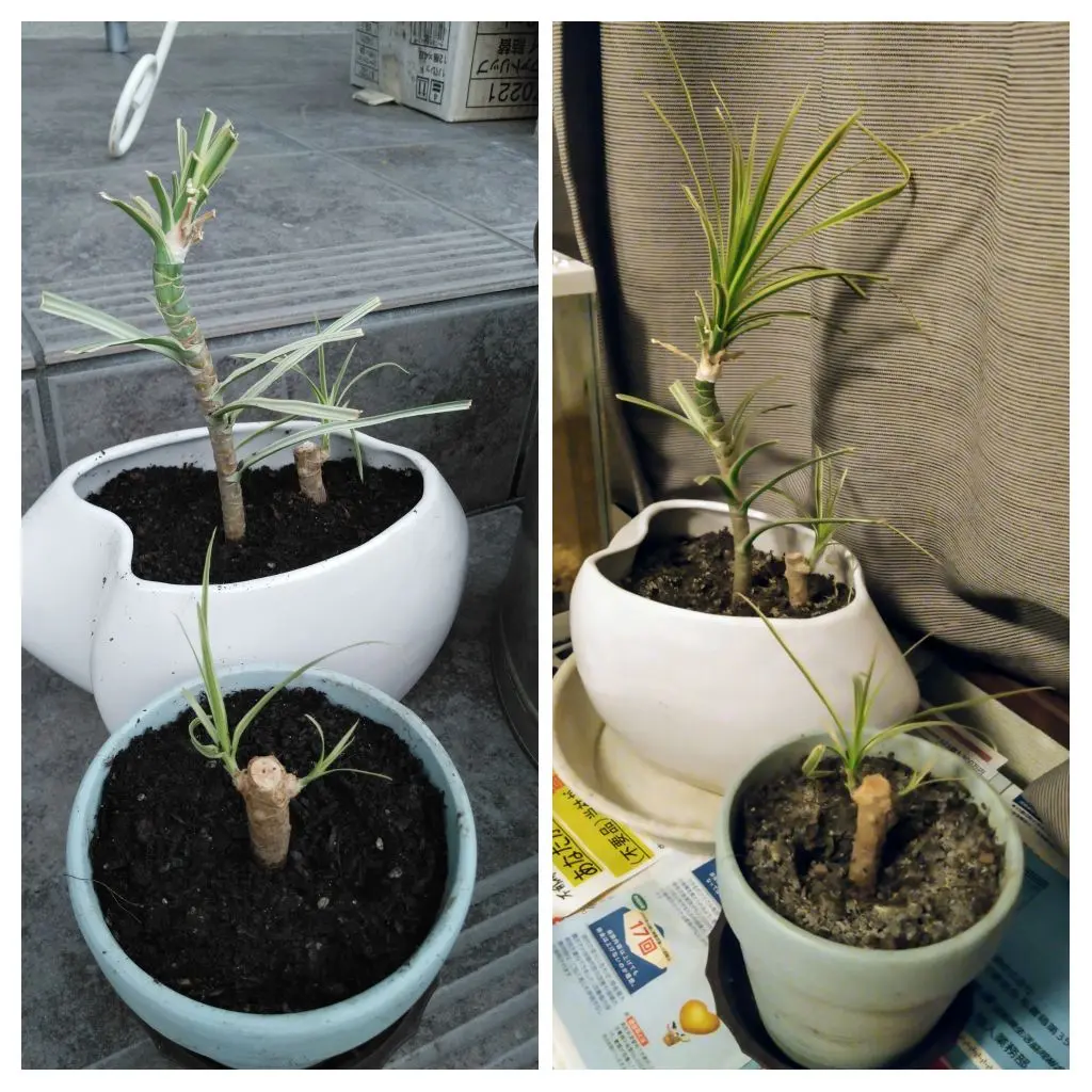 どらどら、比べてみようドラセナ🌱|園芸日記byちゃんえみ どらどら、比べてみようドラセナ🌱|園芸日記byちゃんえみ