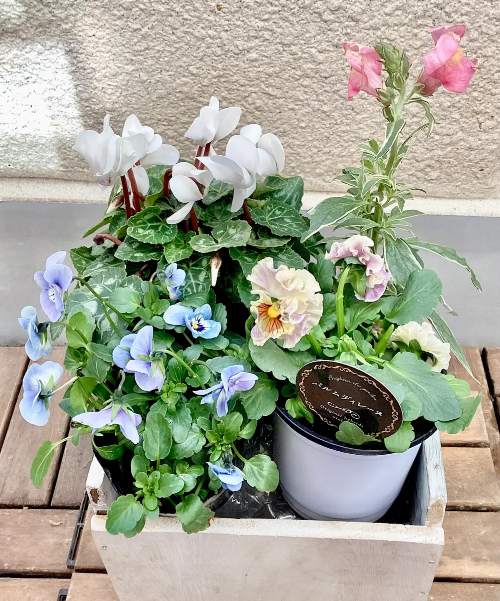 寄植え 寄せ植え用の冬苗を買ってきました。と、八重咲きインパチェンスの鉢