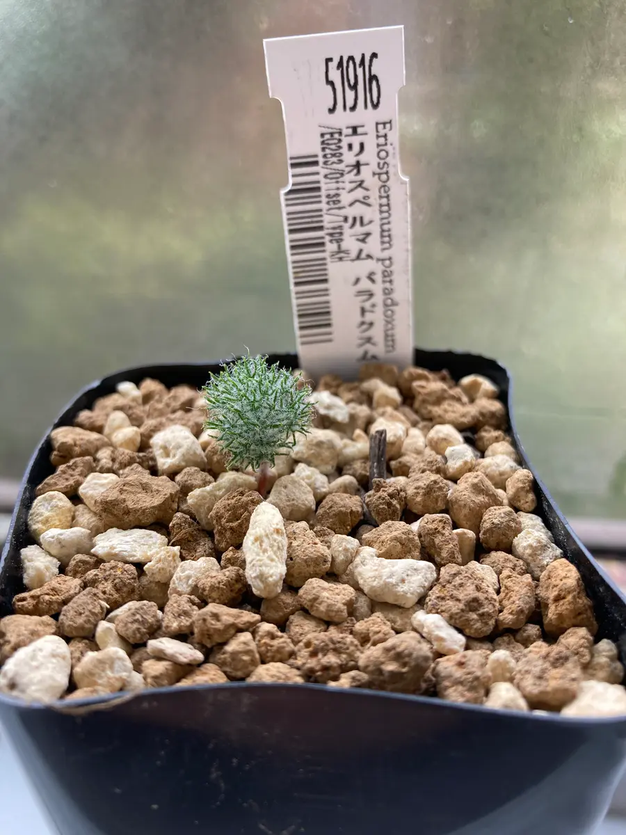 新入りくん｜園芸日記byもふ.｜みんなの趣味の園芸｜1028530