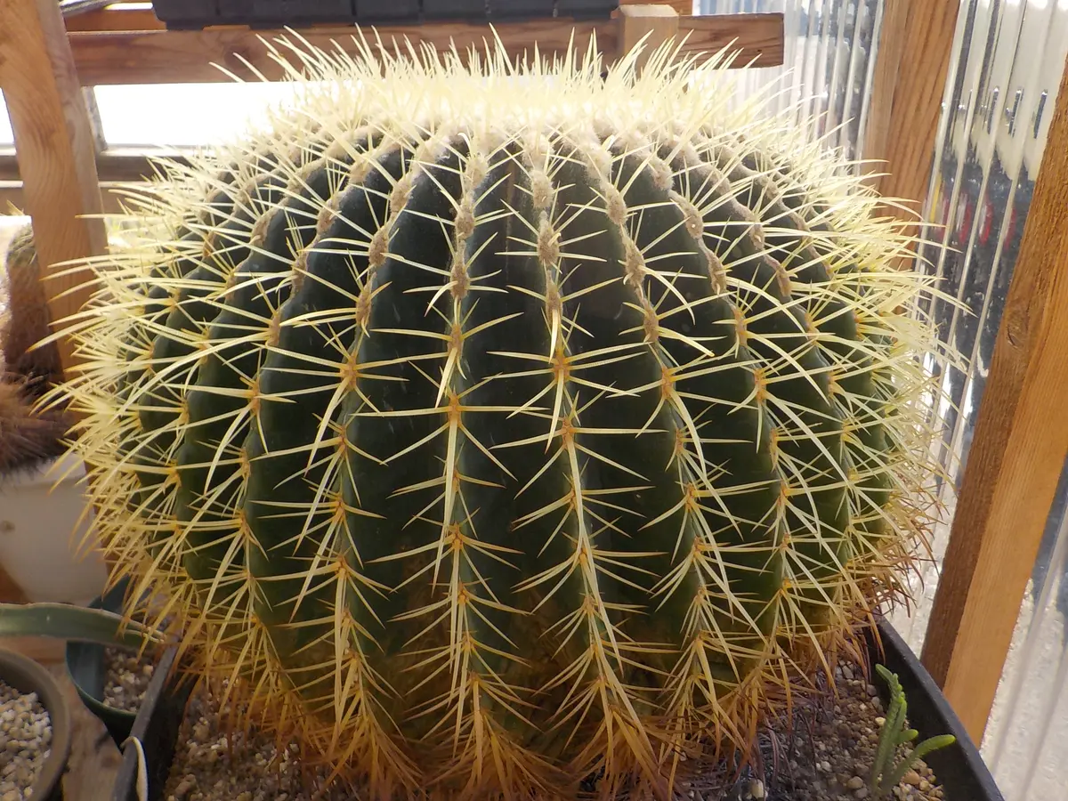 🌵金鯱｜園芸日記byすてきなおじいちゃん｜みんなの趣味の園芸｜1028556