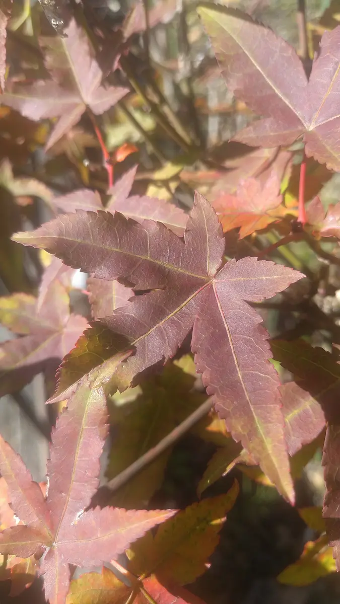 斑入りのモミジも紅葉します。🍁｜園芸日記byドブたぬきの部屋