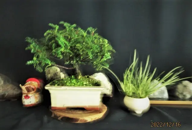 天皇梅（磯山椒）の芽摘みなど｜園芸日記bymeika｜みんなの趣味の園芸