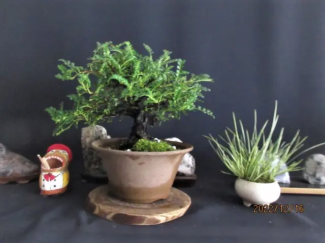 天皇梅（磯山椒）の芽摘みなど｜園芸日記bymeika｜みんなの趣味の園芸