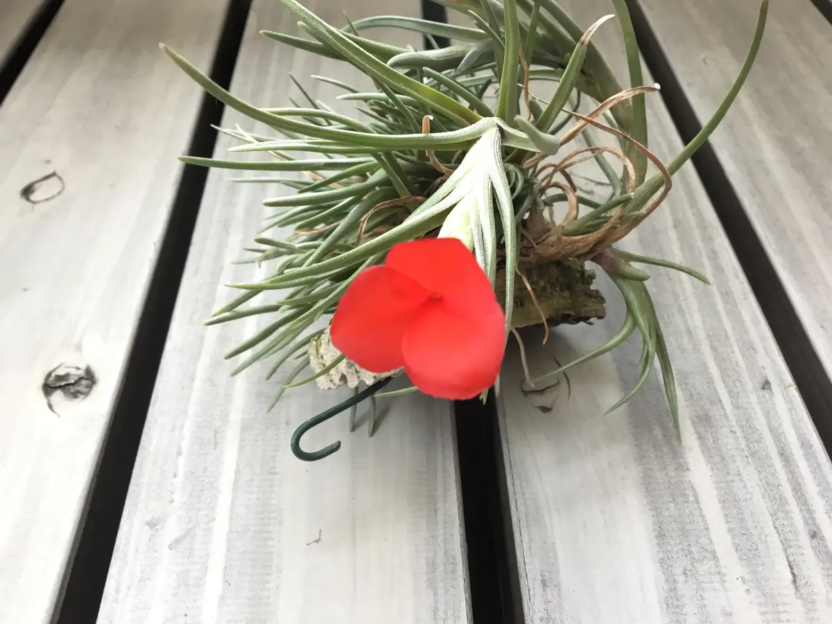 img_cache_d_1028960_1_16712611