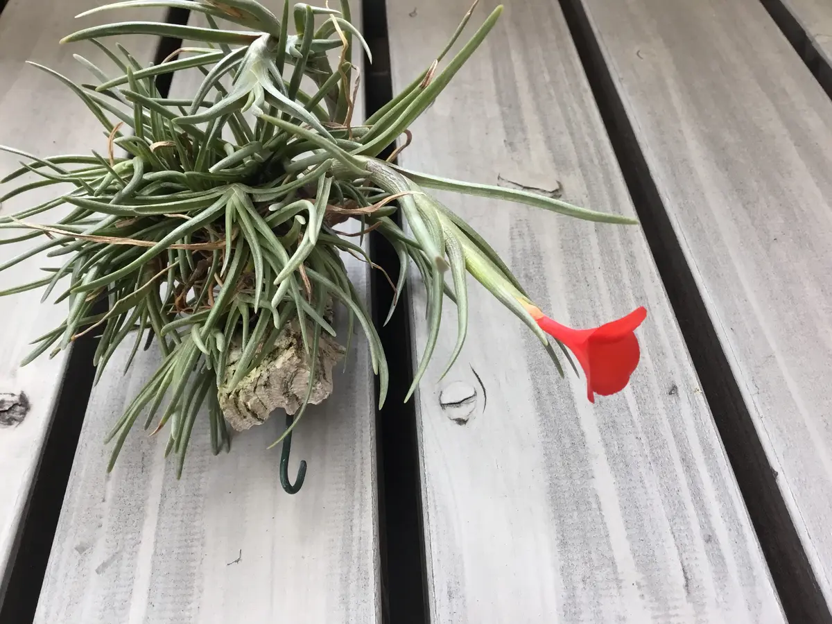 フリーセア ゼブラ子株 激レア 取り株 【公式通販】