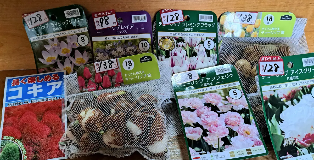値下げチューリップ買っちゃった🎵｜園芸日記byキク科の女｜みんなの趣味の園芸｜1029205