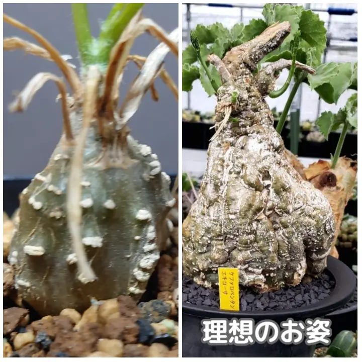 ケファロペンタンドラエキローサ