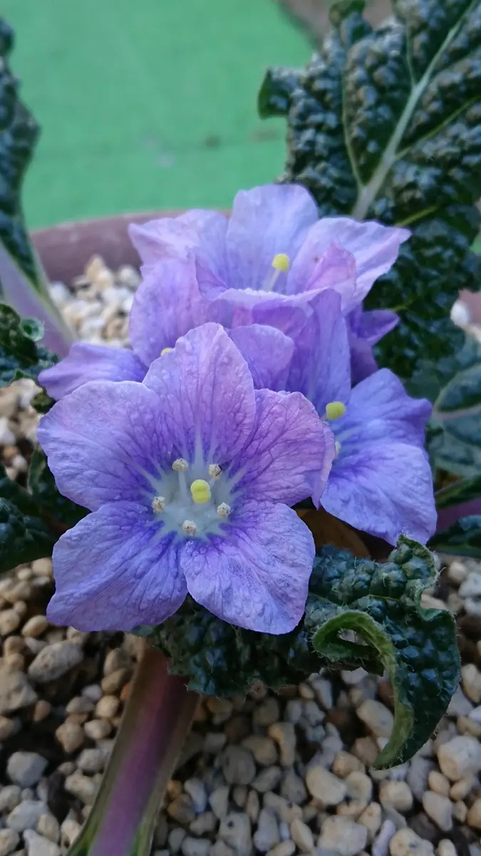 寒中🎅❄️のMandragoraautumnalis(ﾏﾝﾄﾞﾗｺﾞﾗ)🌸｜園芸日記bykitten