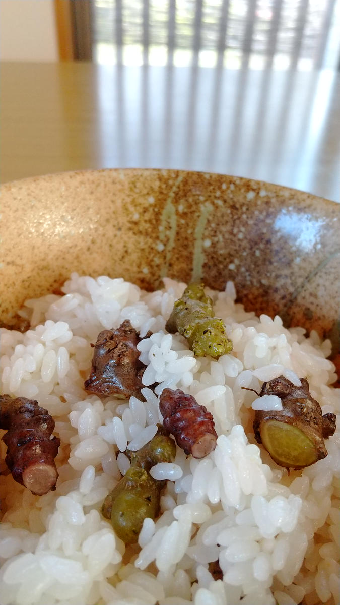 オカワカメのムカゴご飯｜園芸日記byタニマノユリコ｜みんなの趣味の 