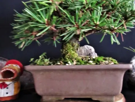 三河黒松『寸梢黒松』とは｜園芸日記bymeika｜みんなの趣味の