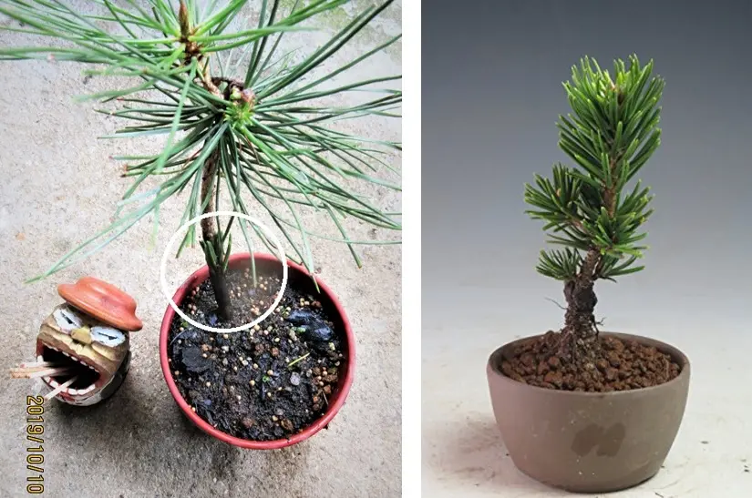 三河黒松『寸梢黒松』とは｜園芸日記bymeika｜みんなの趣味の園芸｜1030544