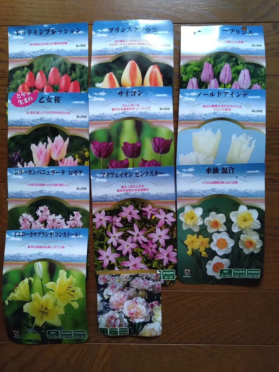 晴れました🙌 球根埋めた!|園芸日記byもいさん|みんなの趣味 晴れました🙌 球根埋めた!|園芸日記byもいさん|みんなの趣味