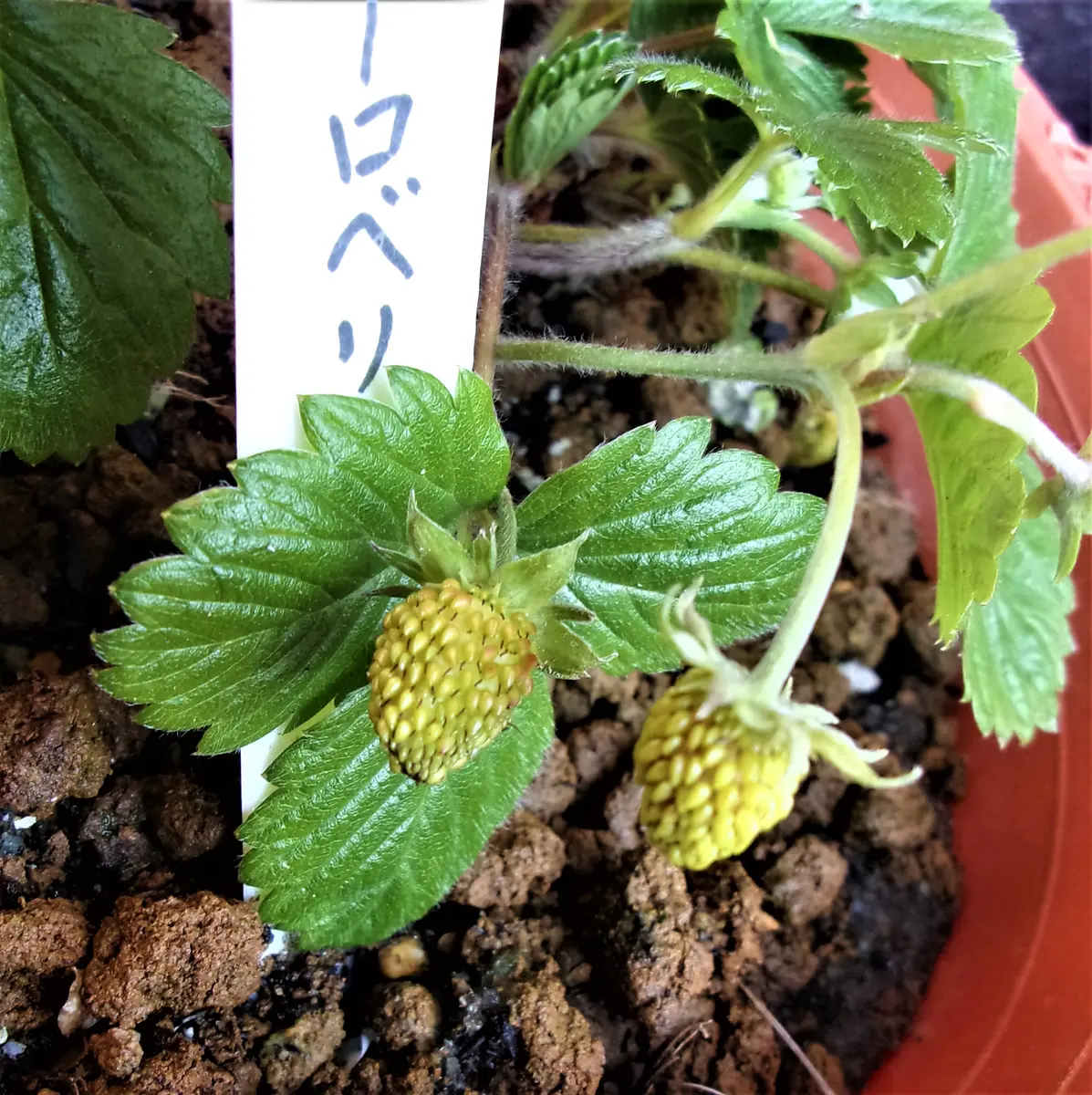 イチゴ(79): 四季成りイチゴ【ミラクルストロベリー イチゴ(79): 四季成りイチゴ【ミラクルストロベリー