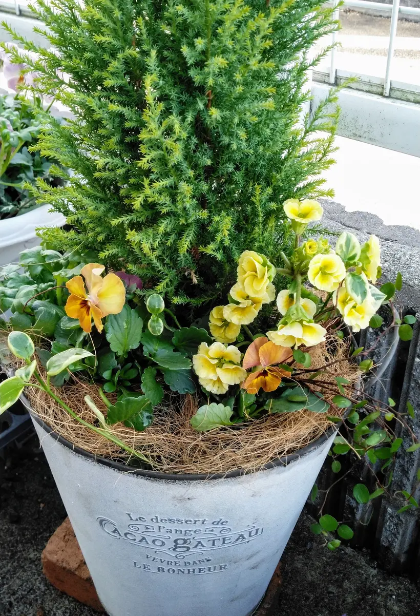 ジュリアンの寄せ植え｜園芸日記byちゃんえみ｜みんなの趣味の園芸