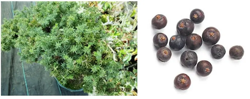 冬の古木盆栽『杜松（ネズ）』｜園芸日記bymeika｜みんなの趣味の園芸