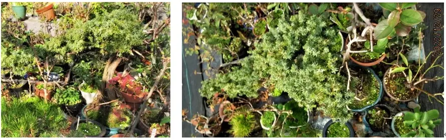 冬の古木盆栽『杜松（ネズ）』｜園芸日記bymeika｜みんなの趣味の園芸