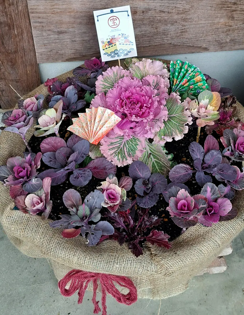 ✼ Kaorin様 有難かっ 専用ページ ✼ お正月用のお花 葉牡丹