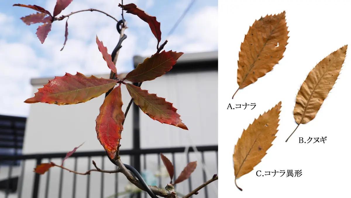 コナラかクヌギか～❔｜園芸日記byshinji70｜みんなの趣味の園芸
