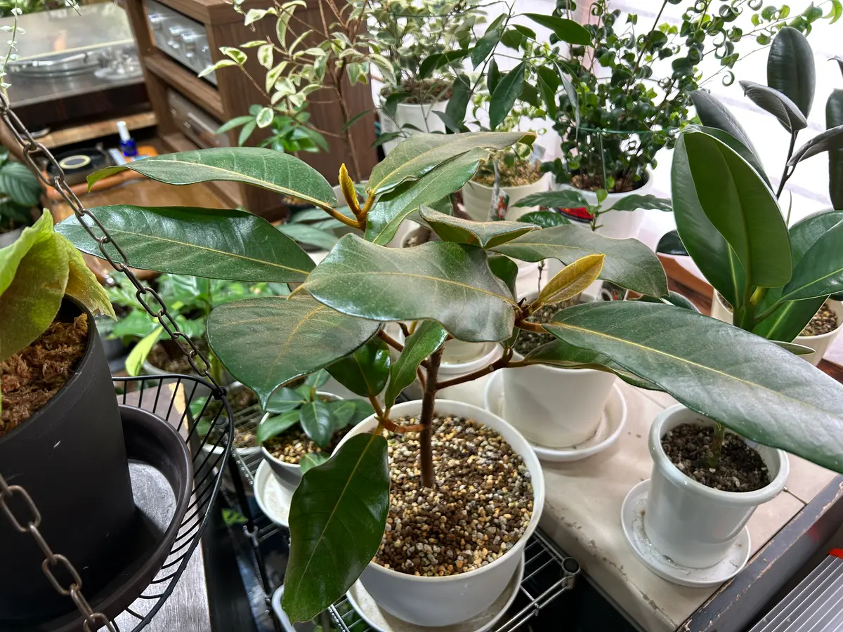 フィカス・ベルベット｜園芸日記byyamayosi｜みんなの趣味の園芸｜1032934