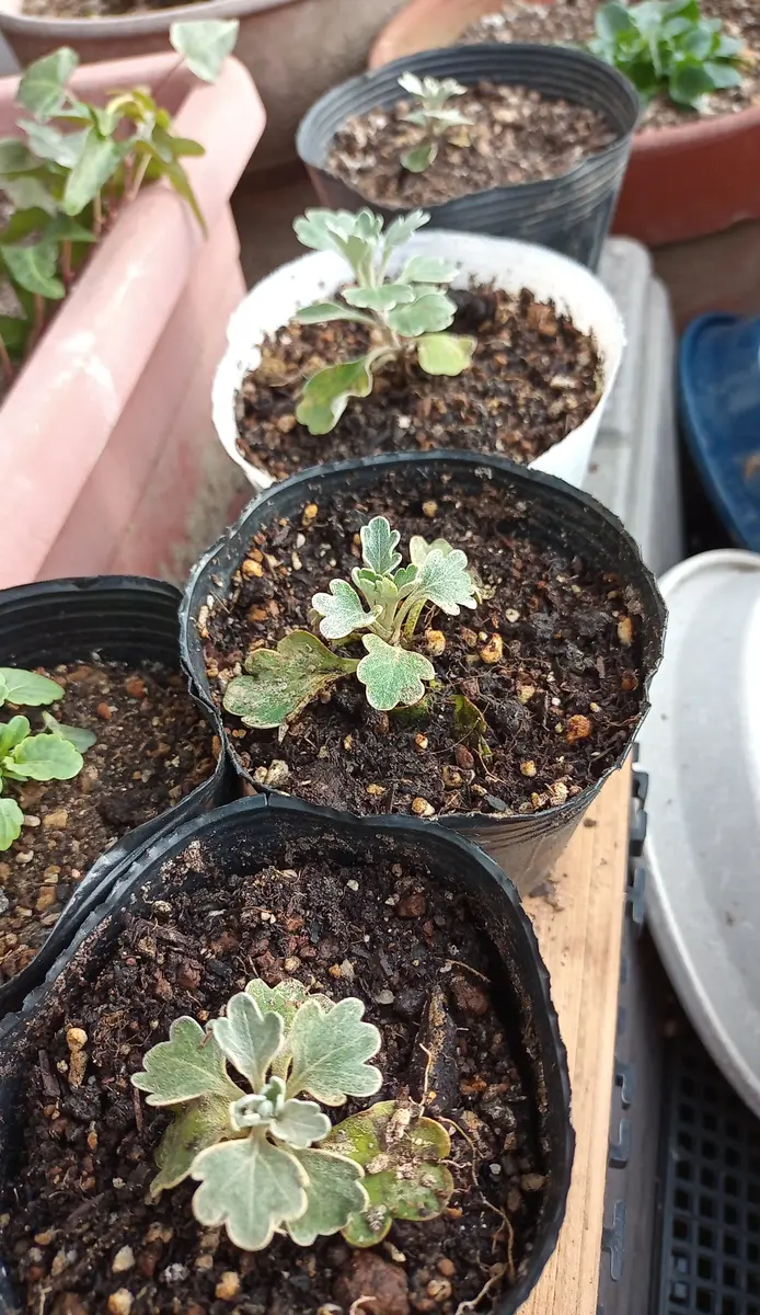 菊の冬至芽｜園芸日記by林檎っ子｜みんなの趣味の園芸｜1033396