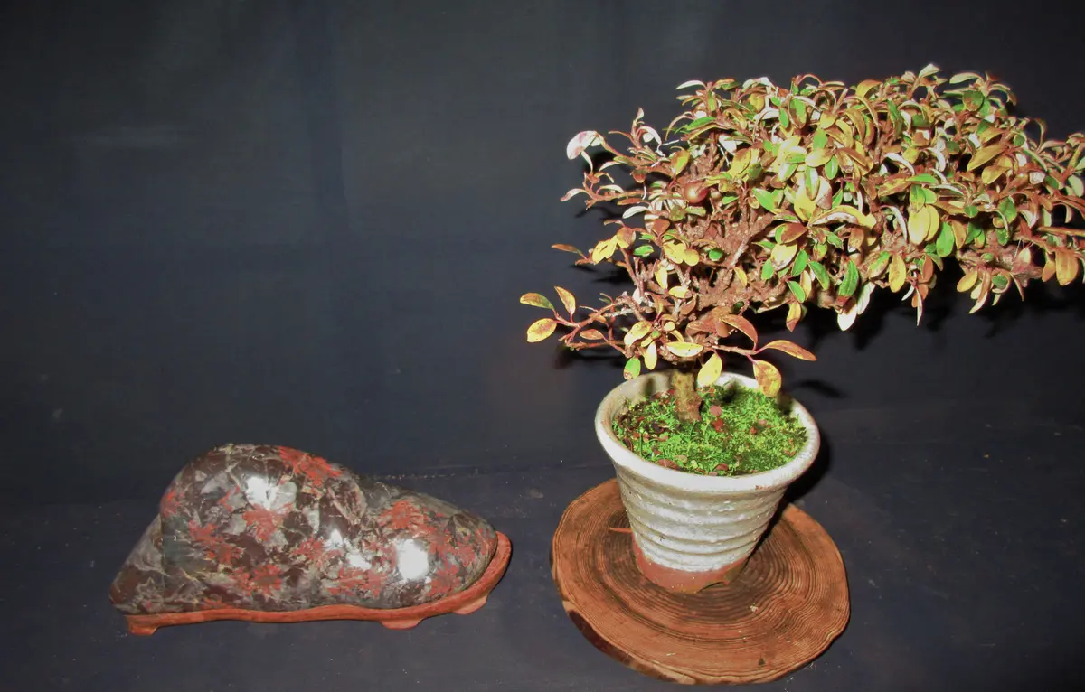 本　盆栽　奇石　水石　席飾 盆栽水石の席飾りの妙技！「玄虹会」 : 雨竹 盆栽 水石 便り