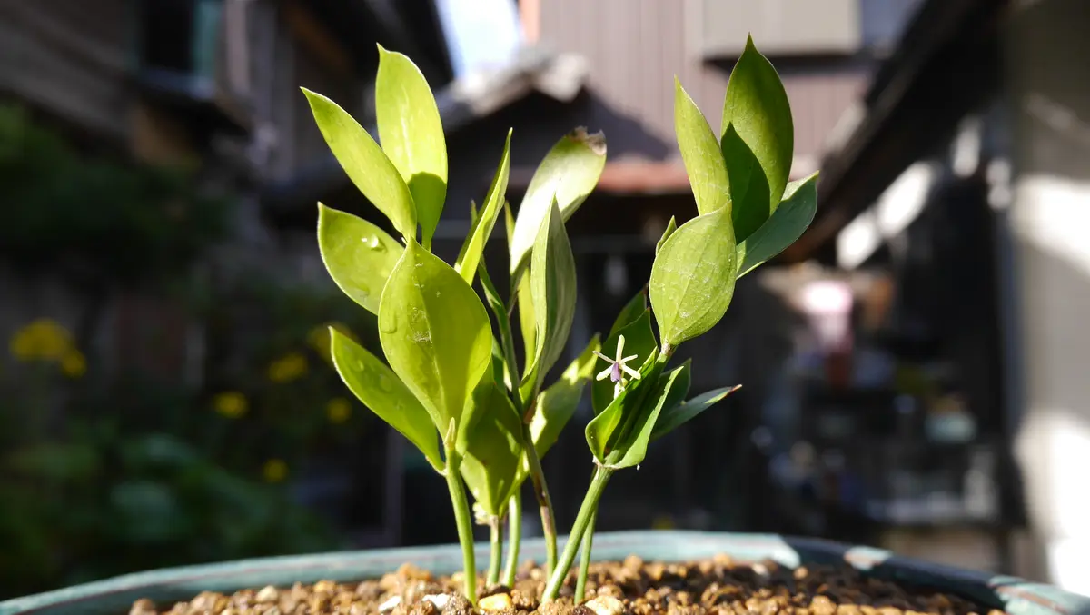 【爆買い！】 梛筏(ナギイカダ)株分け植替え｜園芸日記byshinji70｜みんなの 常緑樹