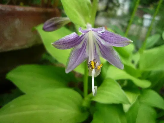 宿根コスモス類問い合わせ 宿根コスモスの開花♪ | 花の小径 - 楽天ブログ