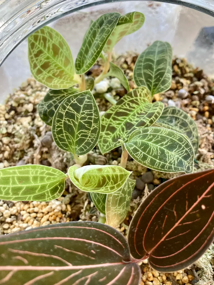 ジュエルオーキッド | Plants Baka - Online Shop