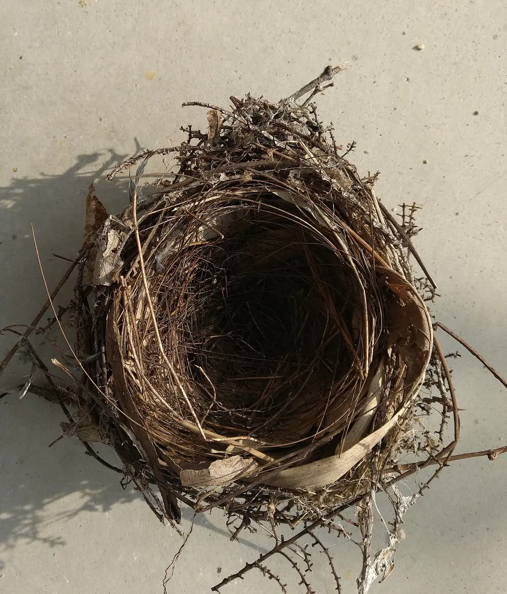 紅葉の木に作った鳥の巣