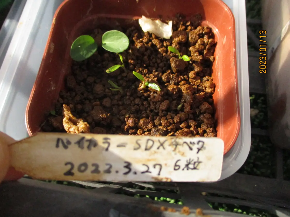6粒蒔いたのに7双葉？｜園芸日記byみゆき｜みんなの趣味の園芸｜1035951