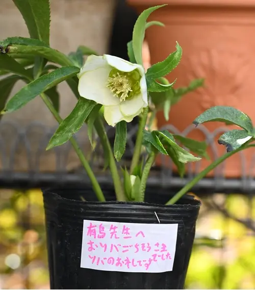 曽田園芸さんのグリーンリップ｜園芸日記by有島 薫｜みんなの