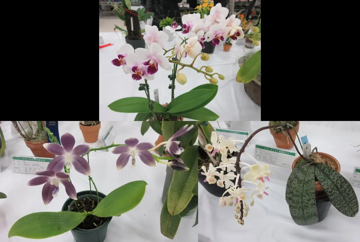 user_1242a77b　ファレノプシス　2種 user_1242a77b ファレノプシス 2種 user_1242a77b ファレノプシス 2種