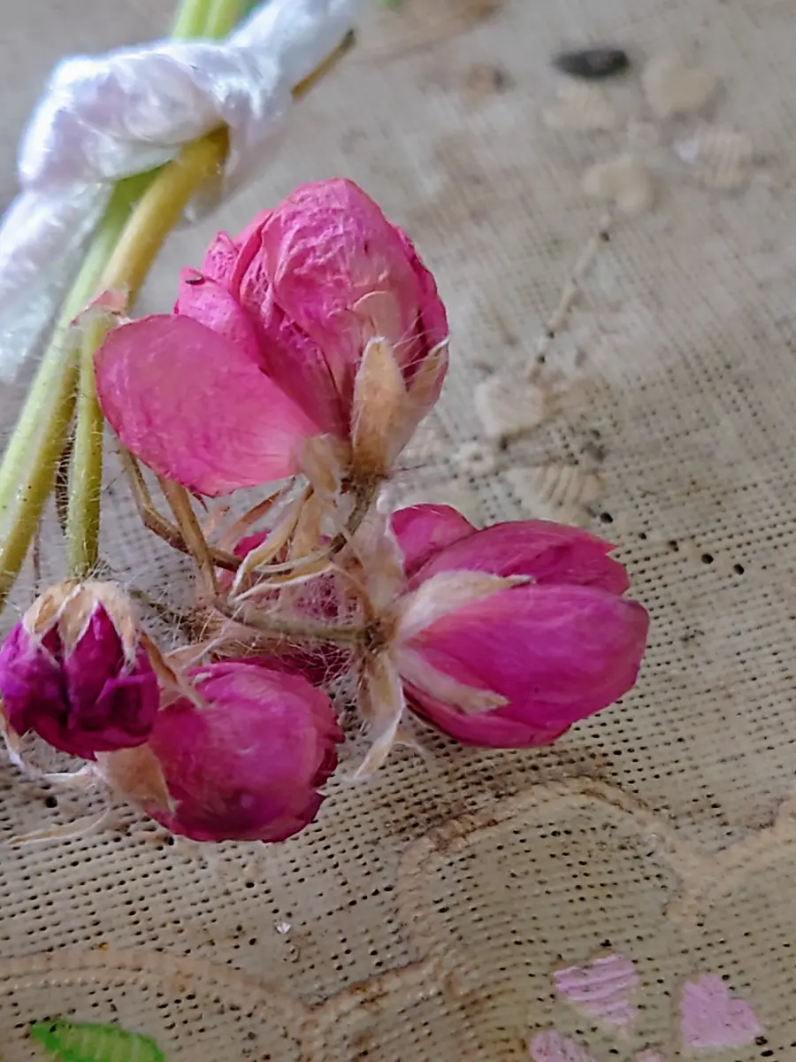 117 ※濃いピンクの可愛い薔薇咲きゼラニウム（ディープミルフィーユローズ） 117 ※濃いピンクの可愛い薔薇咲きゼラニウム（ディープ