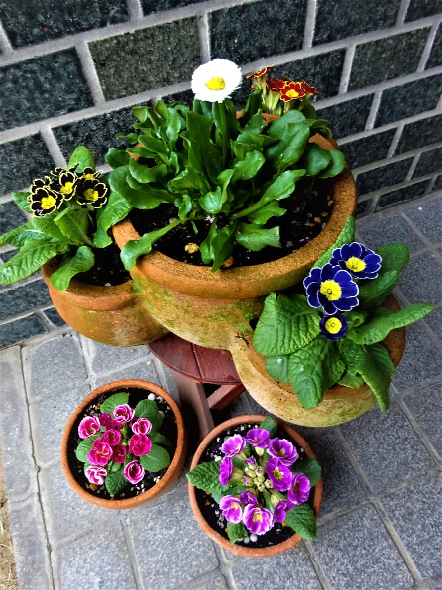 寄せ植え初めはプリムラジュリアンです。｜園芸日記bykakip-ken｜みんなの趣味の園芸｜1036369