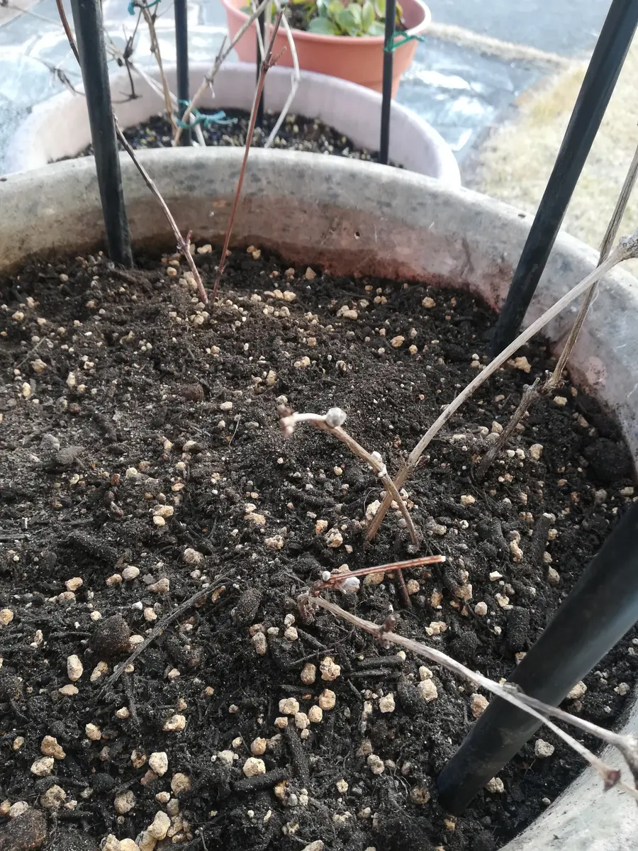 クレマチス株分け＆2種植え💕｜園芸日記byチョコみかん｜みんなの趣味