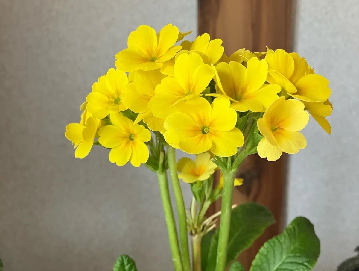 黄色のプリムラ｜園芸日記byみしん｜みんなの趣味の園芸｜1037079