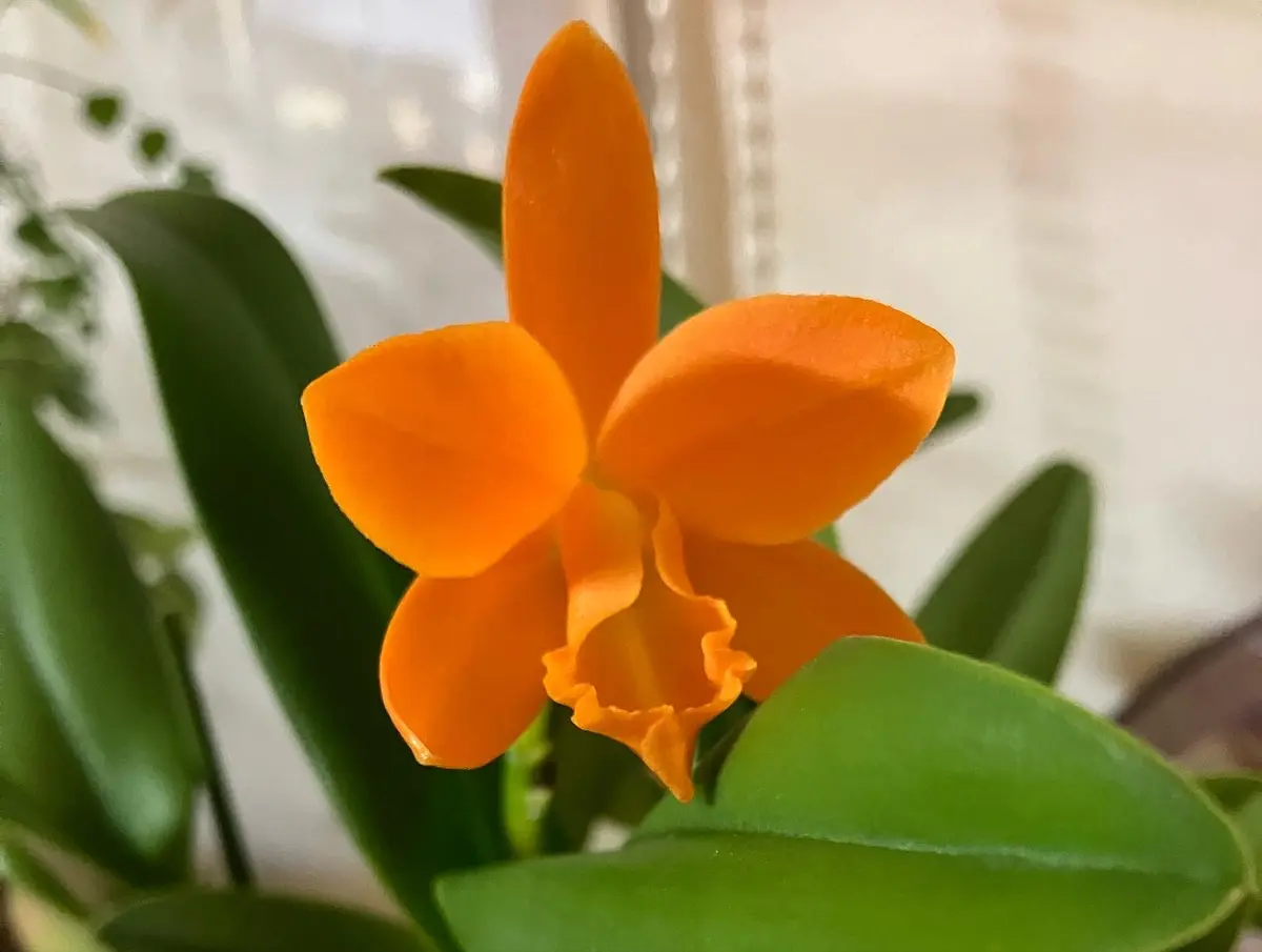 黄色のプリムラ｜園芸日記byみしん｜みんなの趣味の園芸｜1037079