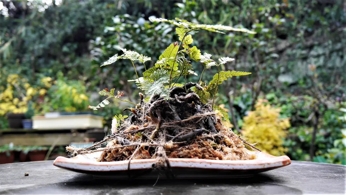 真冬でも楽しめる草モノ盆栽｜園芸日記byshinji70｜みんなの趣味の園芸