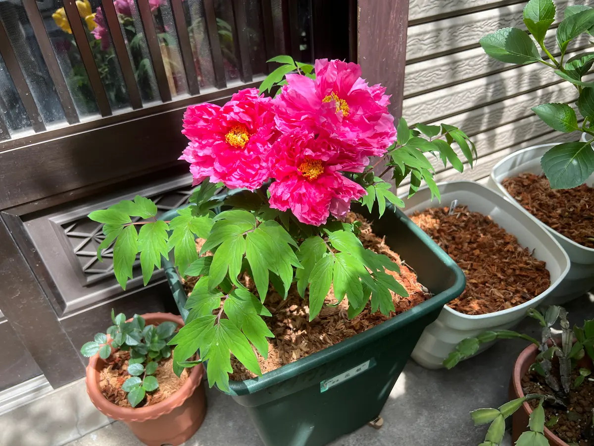 牡丹「花魁」｜園芸日記byukp_simple｜みんなの趣味の園芸｜1037971