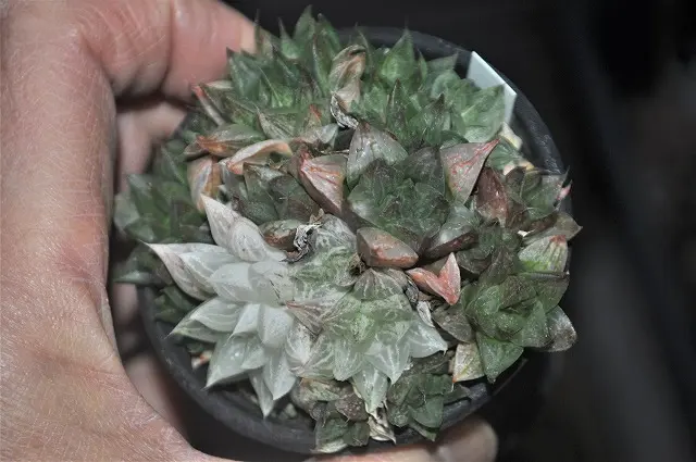 loscenteコーナー　　ダウニー錦　ツルギダ錦他　多肉植物 ハオルチア ツルギダ錦 です｜園芸日記byチャンノコ｜みんなの