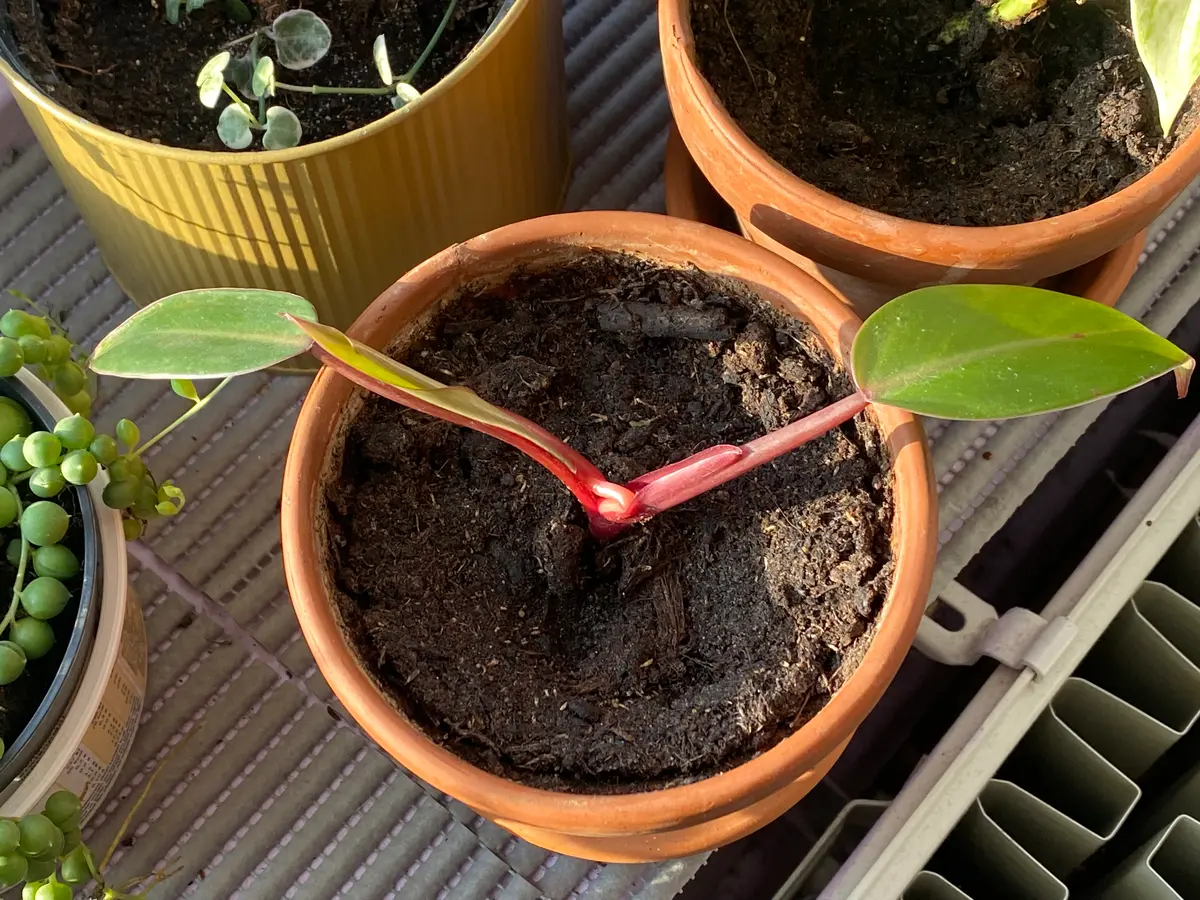 フィロデンドロン　レッドエメラルド？ フィロデンドロン レッド エメラルド (Philodendron Erubescens