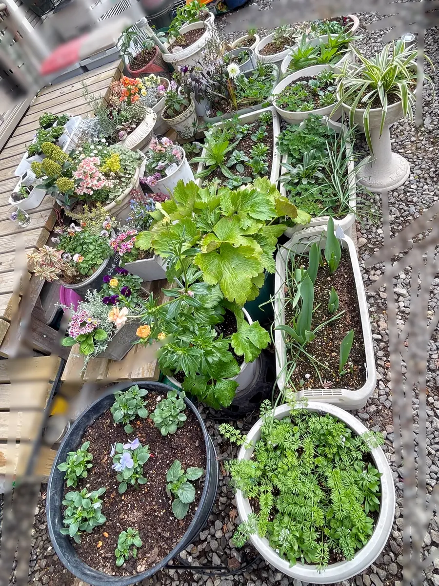 寒波への準備🥶とパルマスミレ｜園芸日記byあずきもち｜みんなの趣味の  