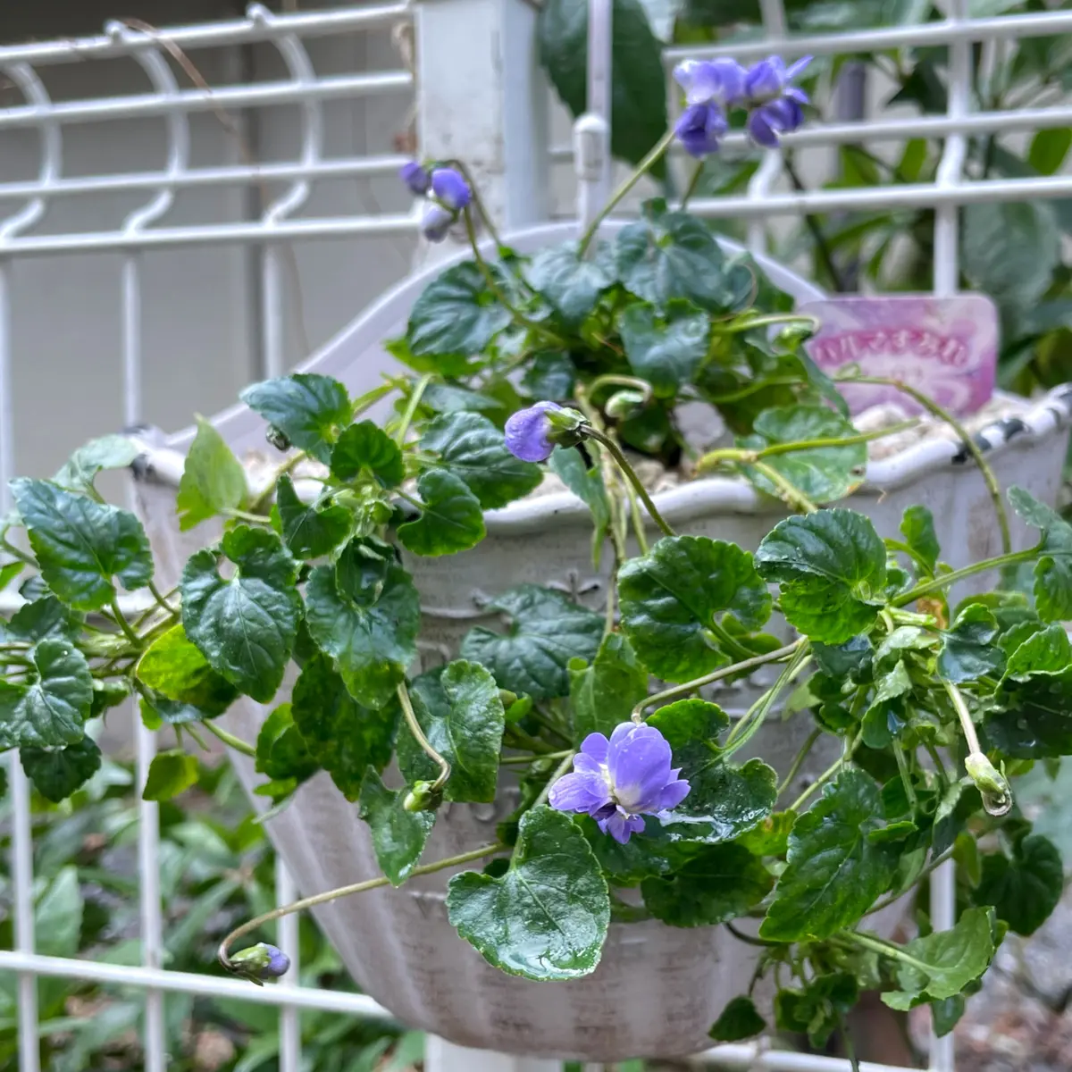 寒波への準備🥶とパルマスミレ｜園芸日記byあずきもち｜みんなの趣味の  