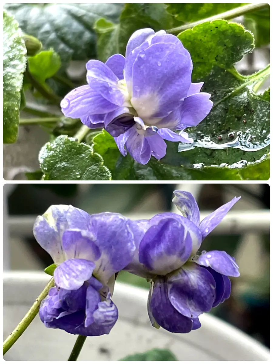 寒波への準備🥶とパルマスミレ｜園芸日記byあずきもち｜みんなの趣味の  