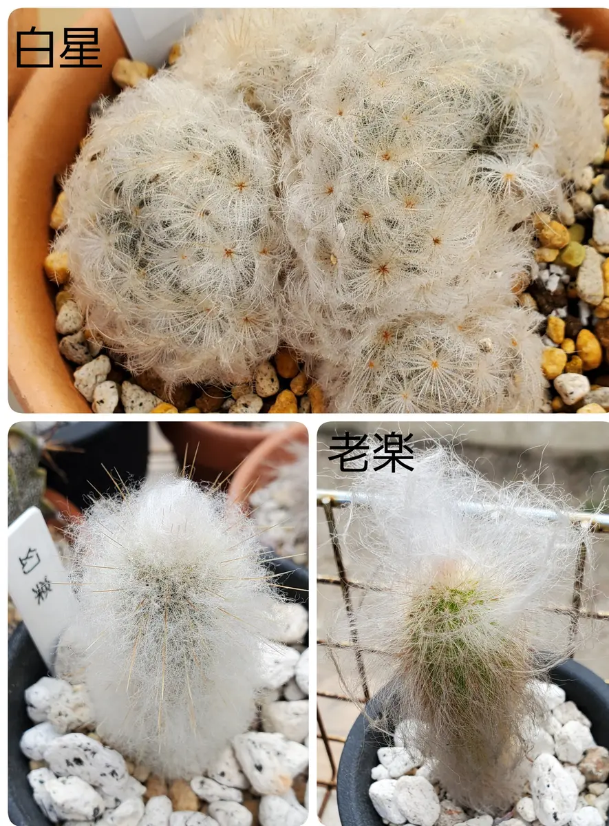 寒いので毛もじゃサボテン🌵｜園芸日記byたにくっちゃん(旧:エアー