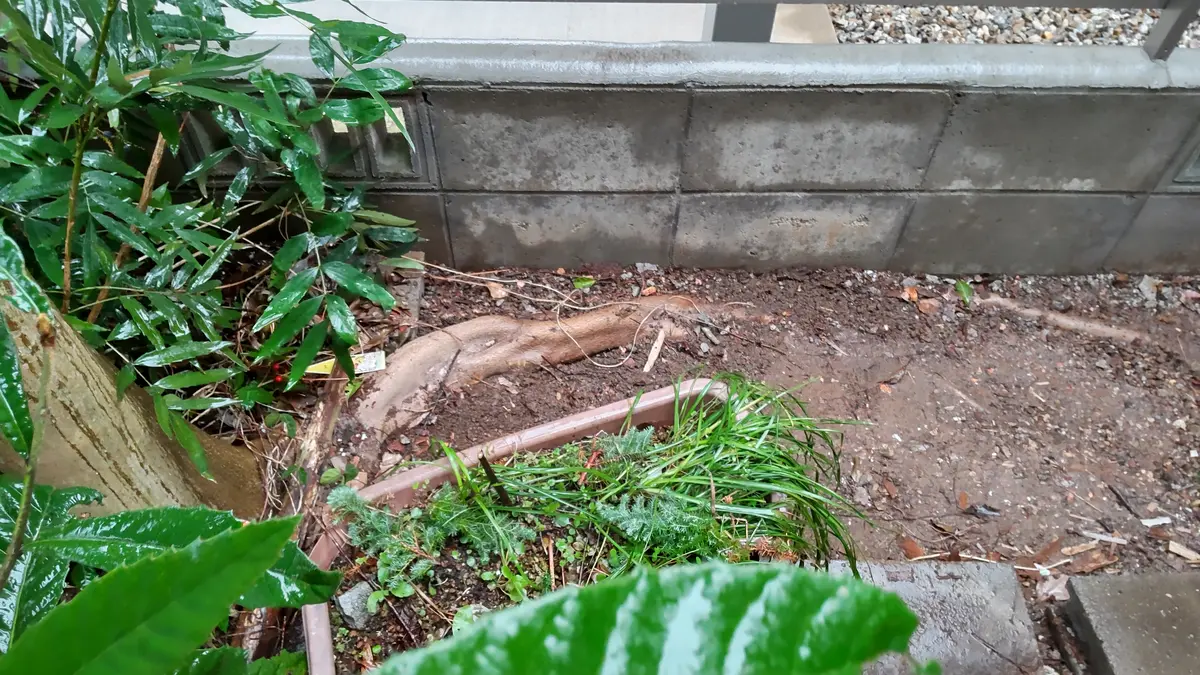物置小屋の地下では、根張りしている。❓️❗️｜園芸日記byふう