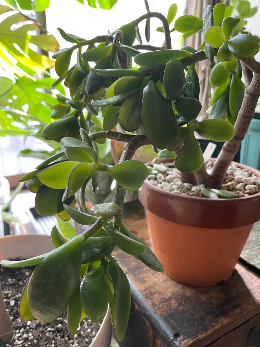 多肉 猿恋葦 リプサリス お試し サボテン