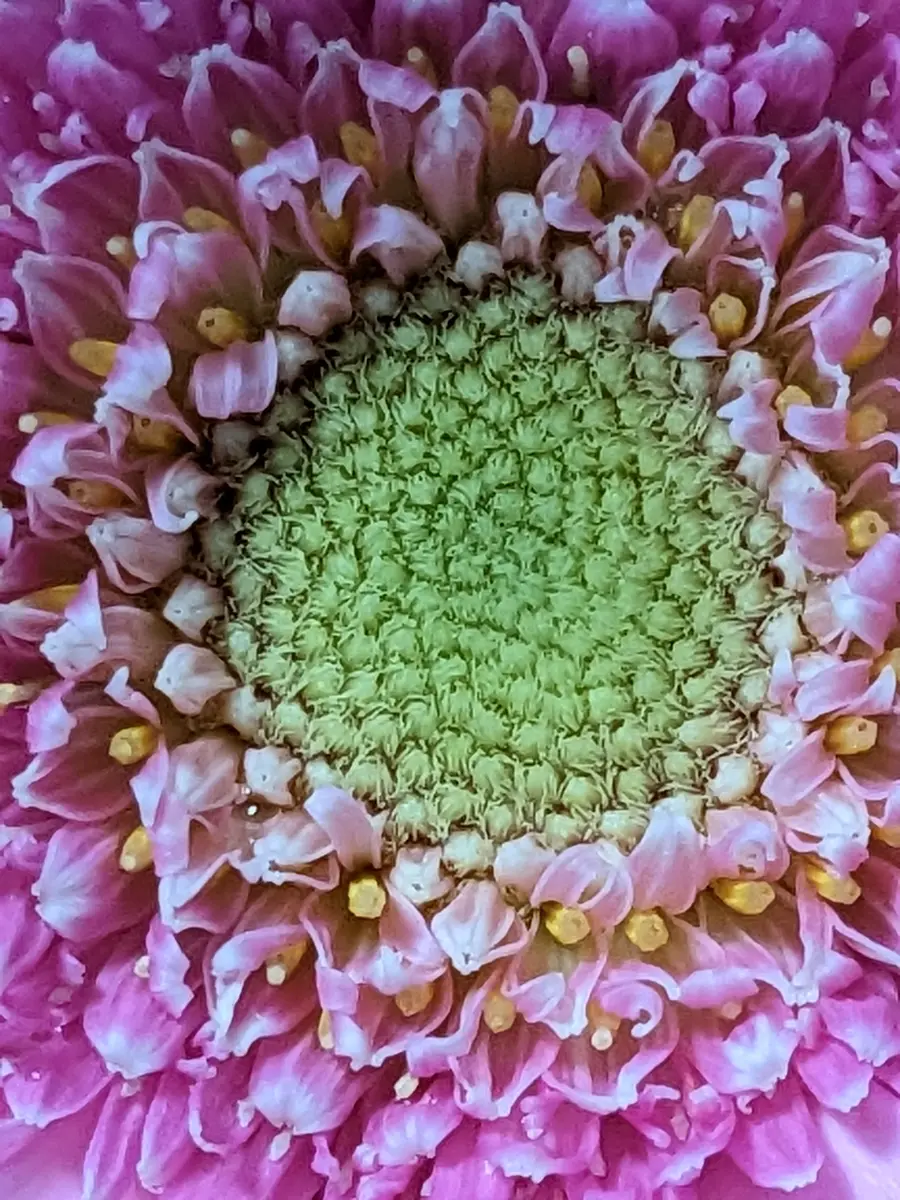 私は誰でしょう？1枚目の写真で答えてね。｜園芸日記byとま