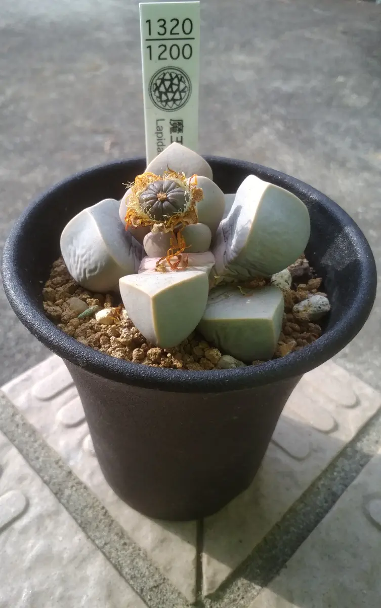 魔玉（ラピダリアマーガレッタ）｜園芸日記by女仙太郎｜みんなの趣味の