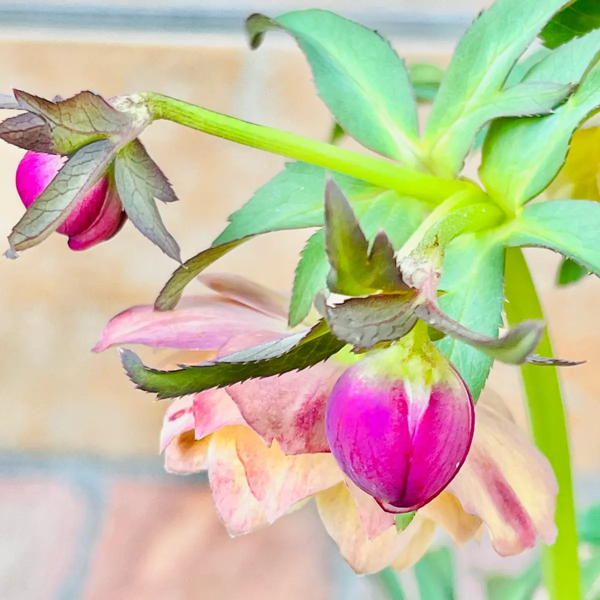 あんず小鞠ちゃんがやって来た🎵｜園芸日記bymasaさん｜みんなの趣味の